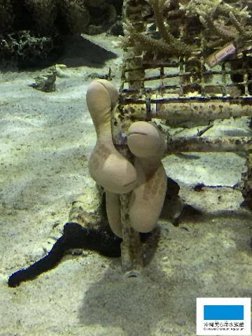 【画像】海洋生物を愛でるトピ