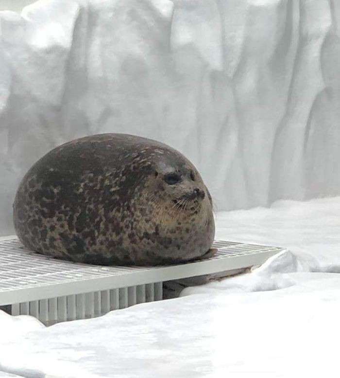 【画像】海洋生物を愛でるトピ
