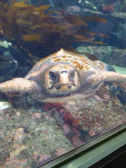 【画像】海洋生物を愛でるトピ