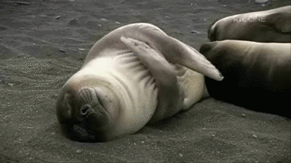 【画像】海洋生物を愛でるトピ