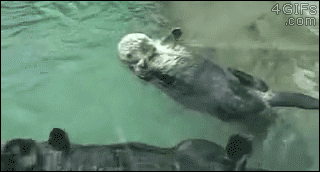 【画像】海洋生物を愛でるトピ