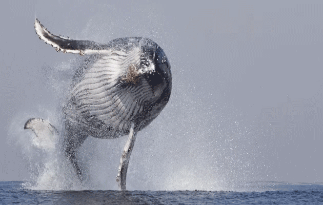【画像】海洋生物を愛でるトピ