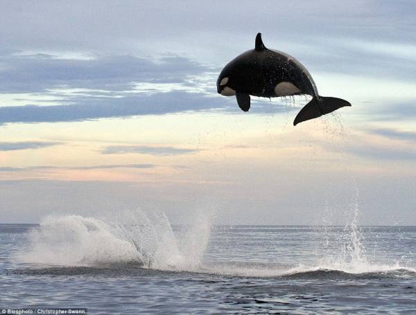 【画像】海洋生物を愛でるトピ