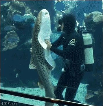 【画像】海洋生物を愛でるトピ