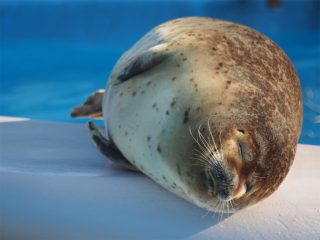 【画像】海洋生物を愛でるトピ
