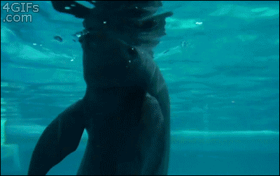 【画像】海洋生物を愛でるトピ