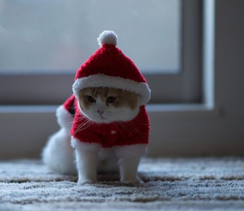 クリスマスの切なくなる画像