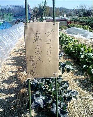 ブロッコリーの最高に旨い食べ方！