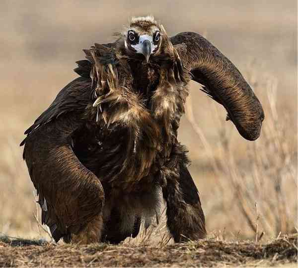 イケメンな動物を貼るトピ