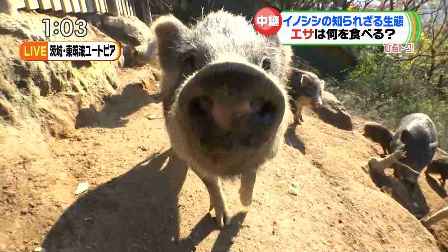イケメンな動物を貼るトピ