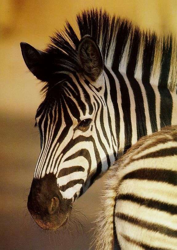 イケメンな動物を貼るトピ