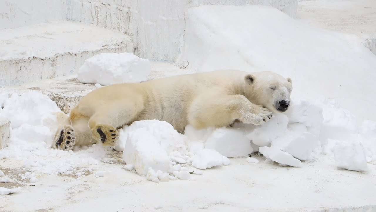 イケメンな動物を貼るトピ