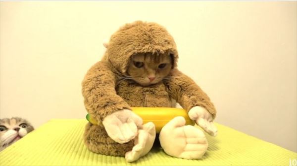 イケメンな動物を貼るトピ