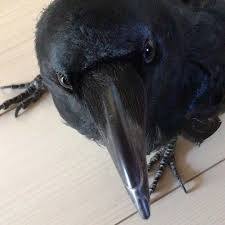 イケメンな動物を貼るトピ