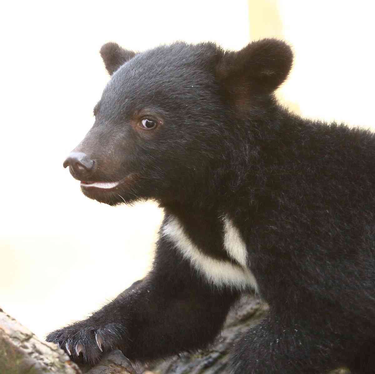 イケメンな動物を貼るトピ