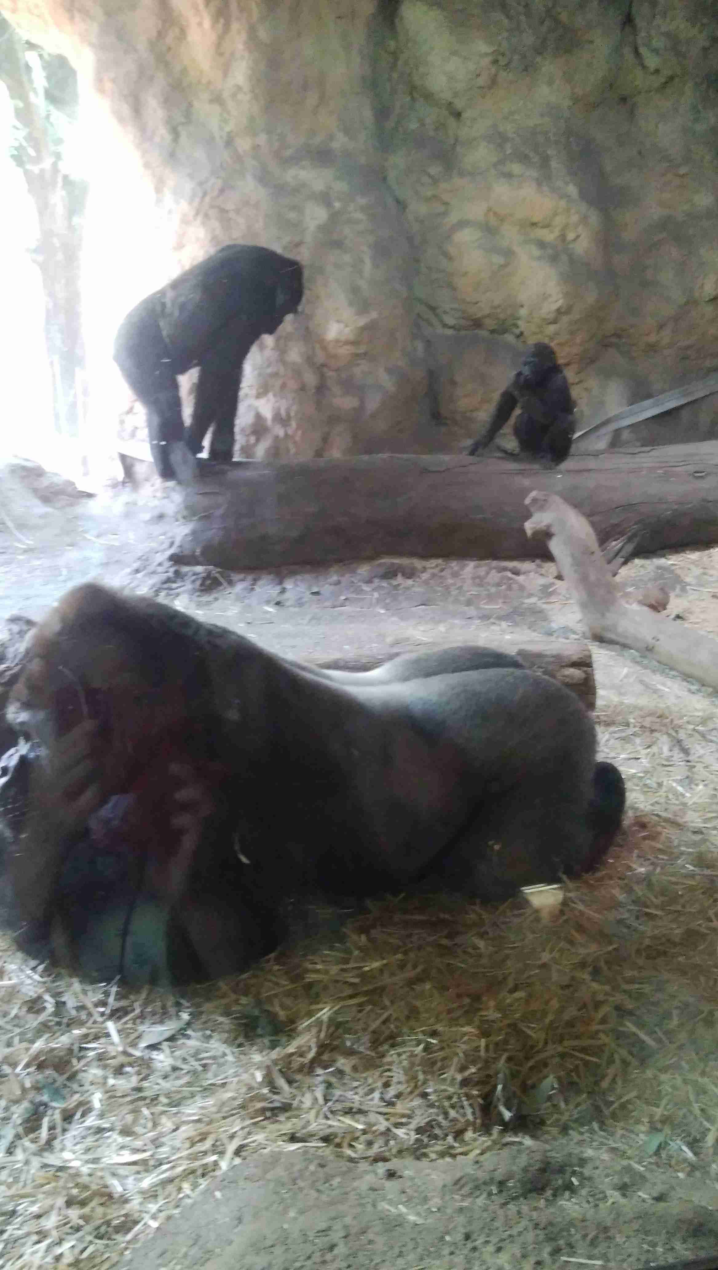 イケメンな動物を貼るトピ