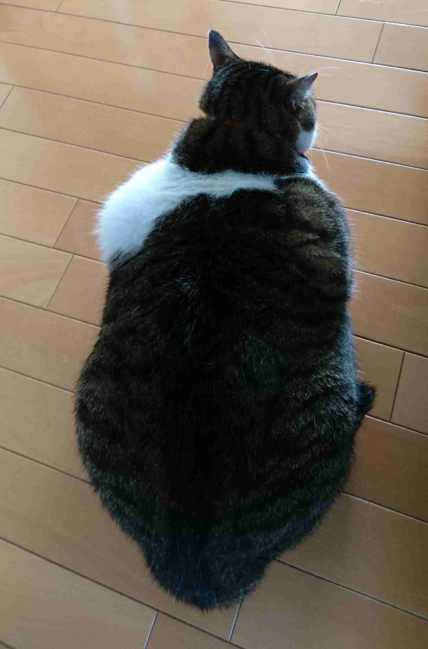 イケメンな動物を貼るトピ