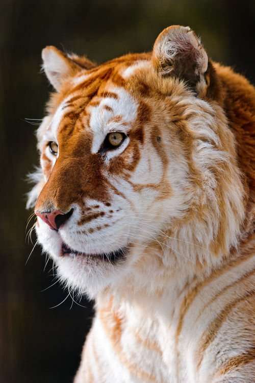 イケメンな動物を貼るトピ