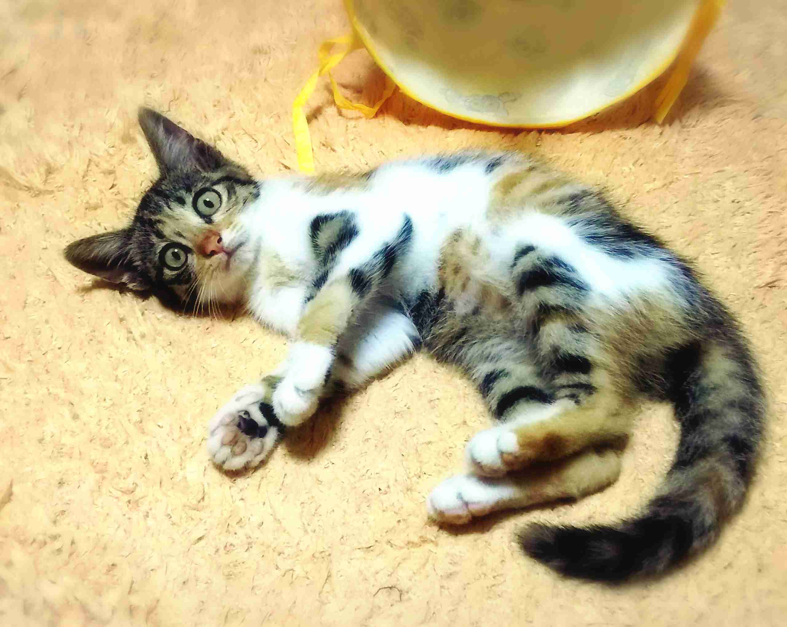 猫を飼っている方