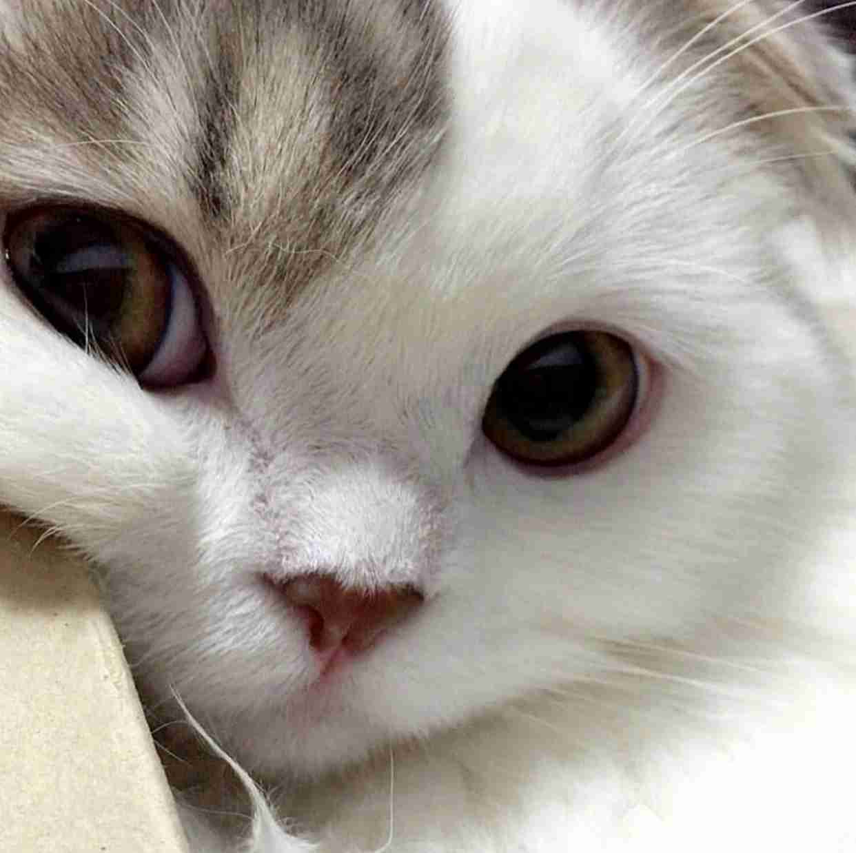 猫を飼っている方