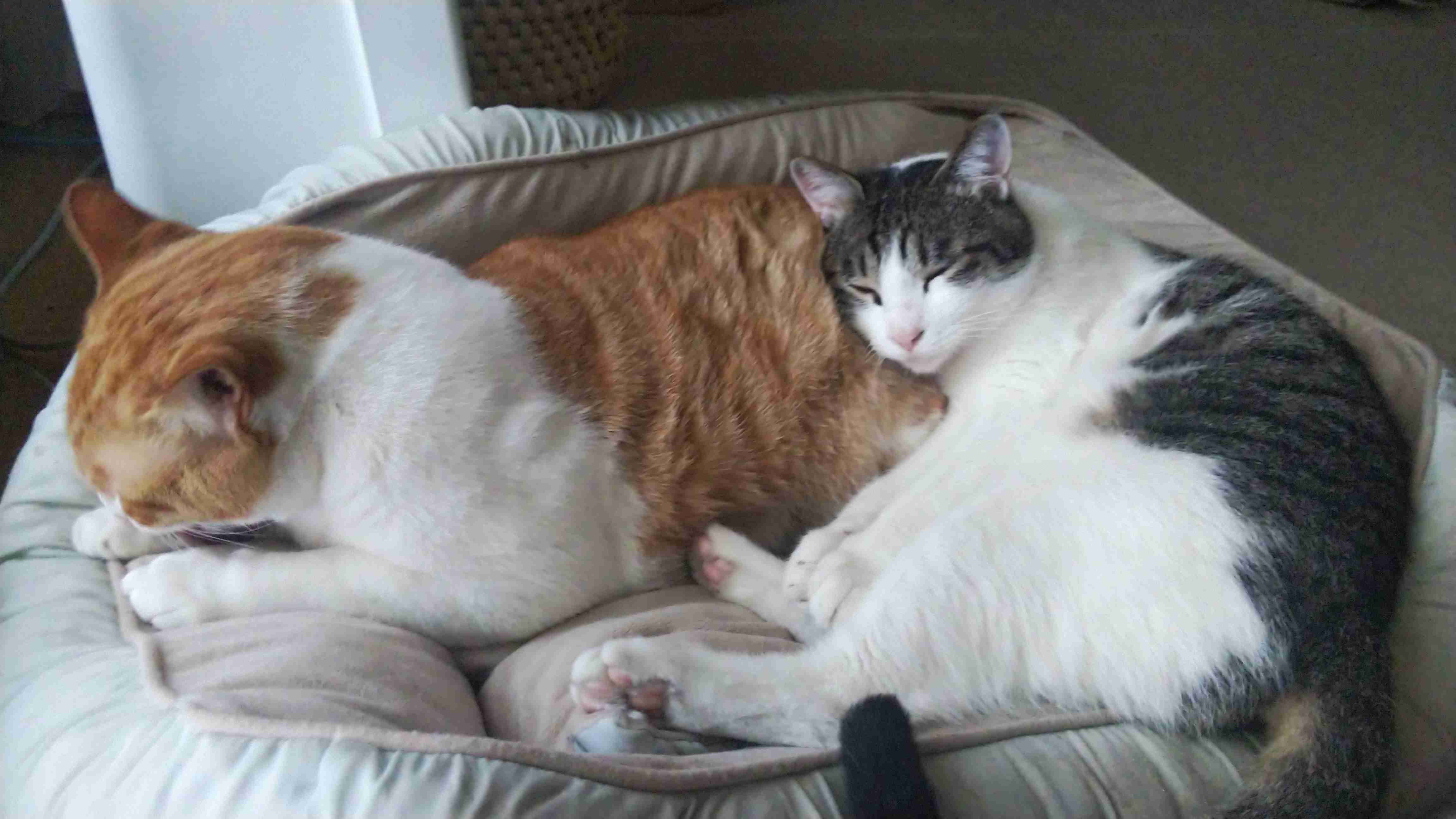 猫を飼っている方