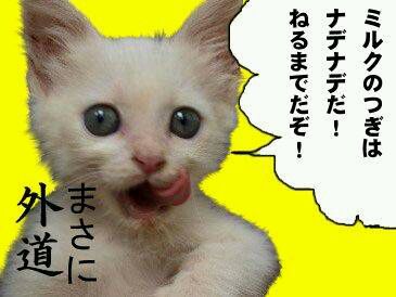 猫を飼っている方