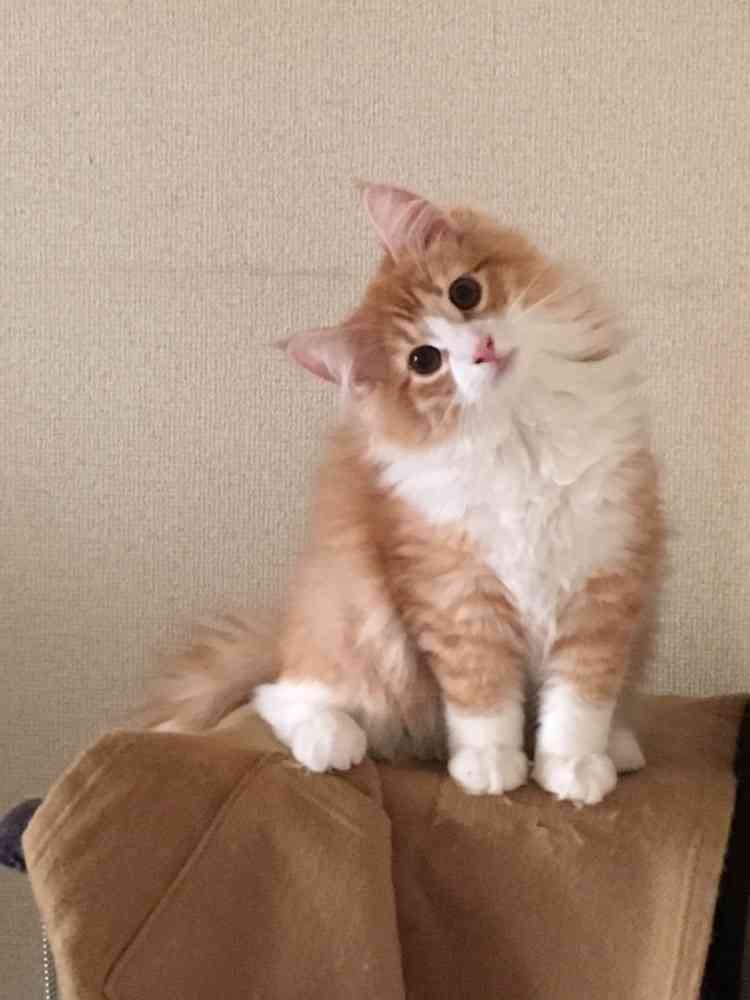 ペットのビフォーアフターPart3