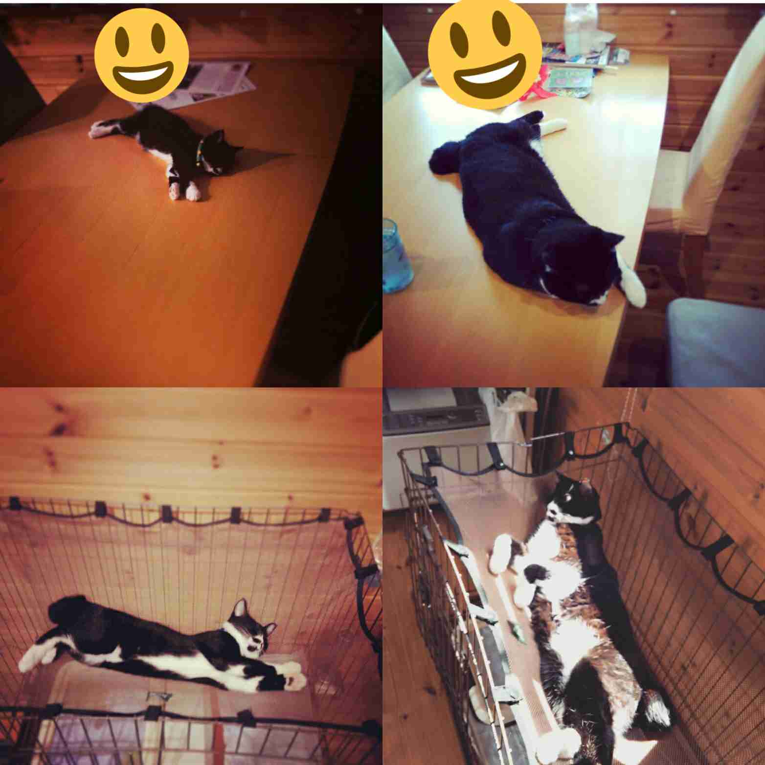 ペットのビフォーアフターPart3
