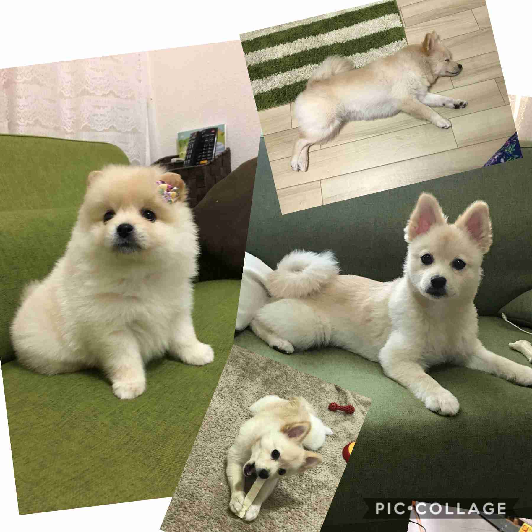 ペットのビフォーアフターPart3