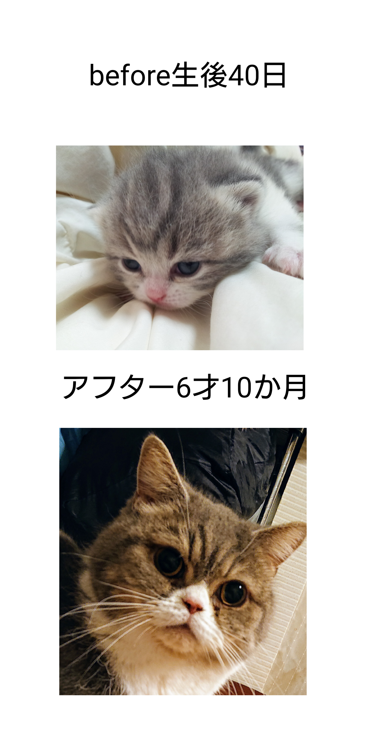 ペットのビフォーアフターPart3