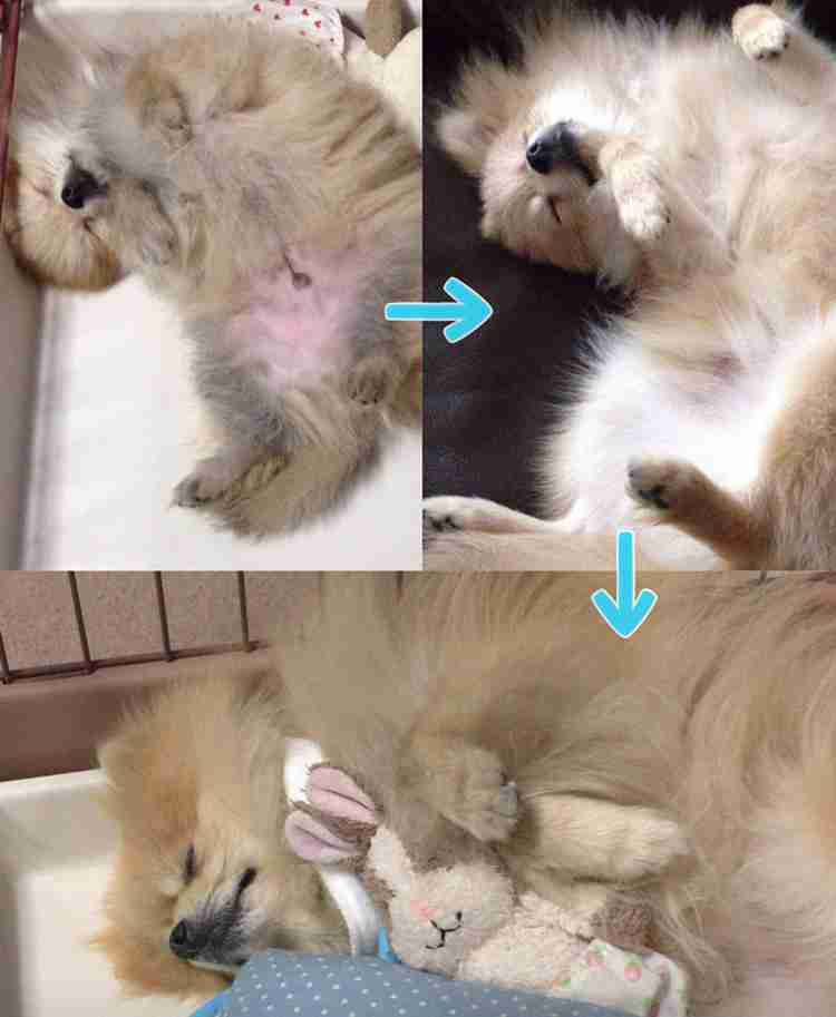 ペットのビフォーアフターPart3