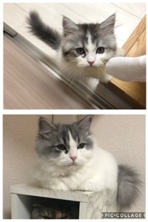 ペットのビフォーアフターPart3