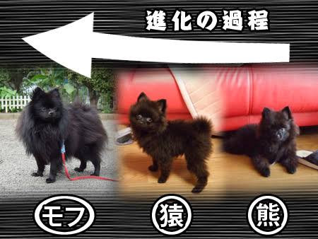 ペットのビフォーアフターPart3