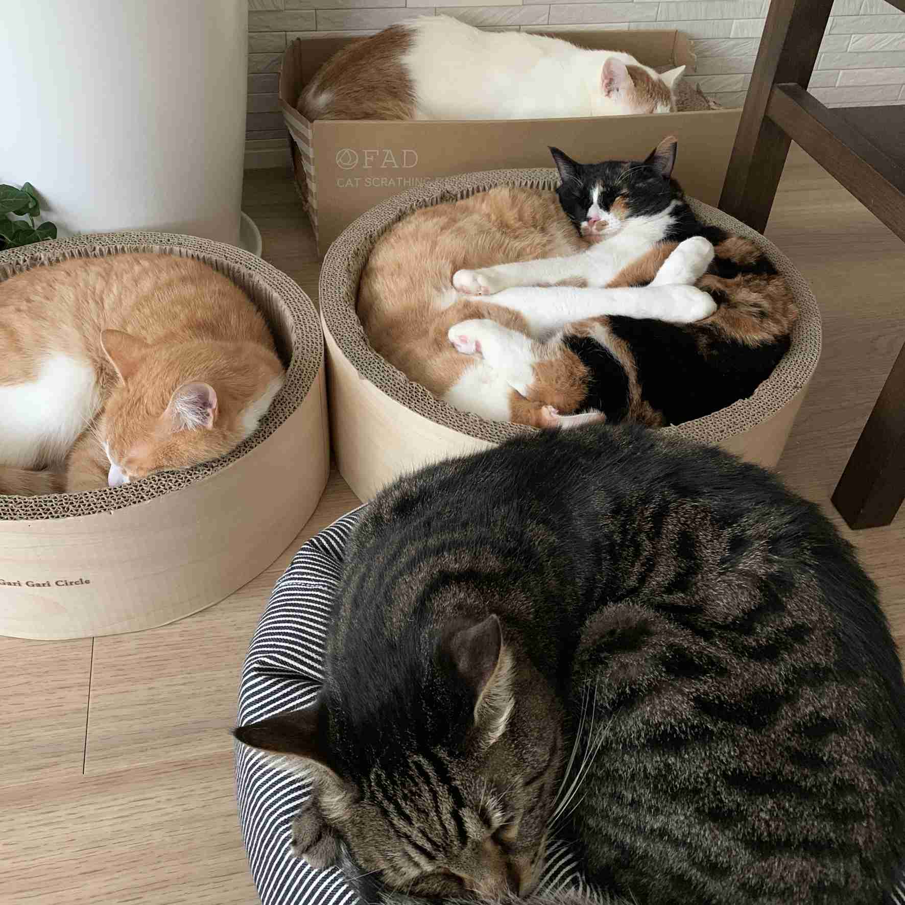 ペットのビフォーアフターPart3