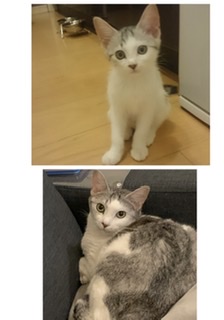 ペットのビフォーアフターPart3