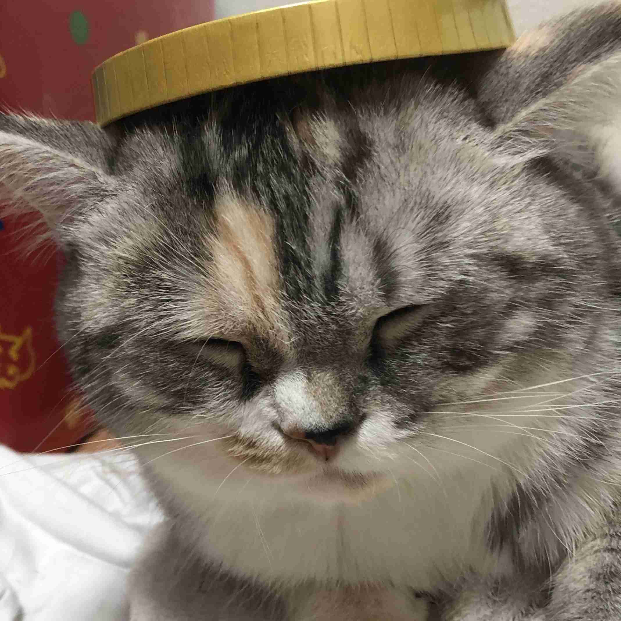 ペットのビフォーアフターPart3