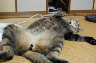 お腹いっぱいの人～集まれ