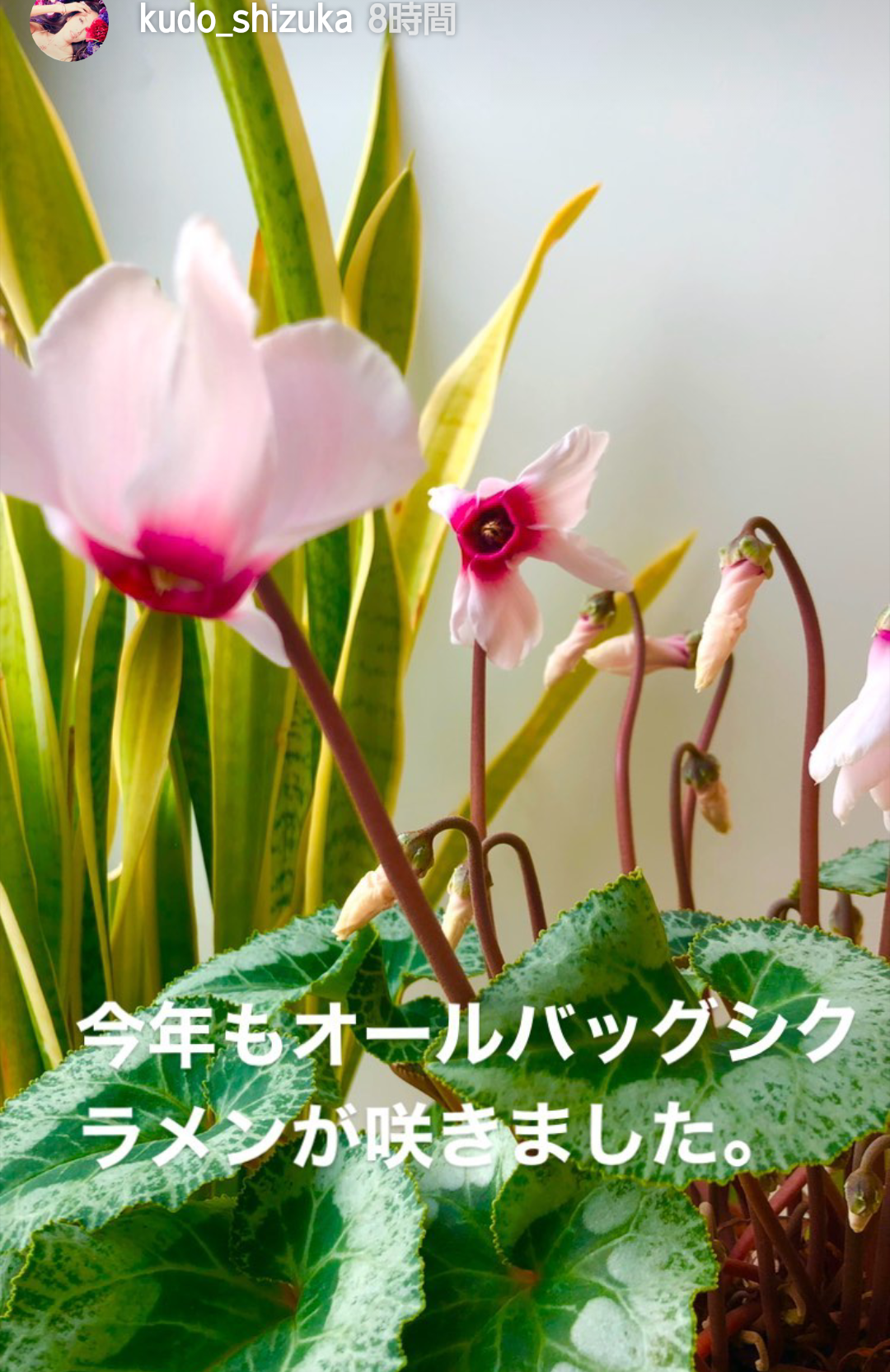 工藤静香 金柑づくしの3品手作り「ご家族の方幸せですね」「美味しそう」