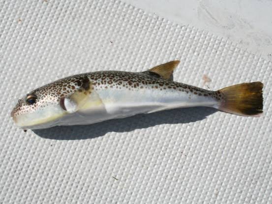 釣ったフグ、その場で完食…九死に一生を得た男性の教訓