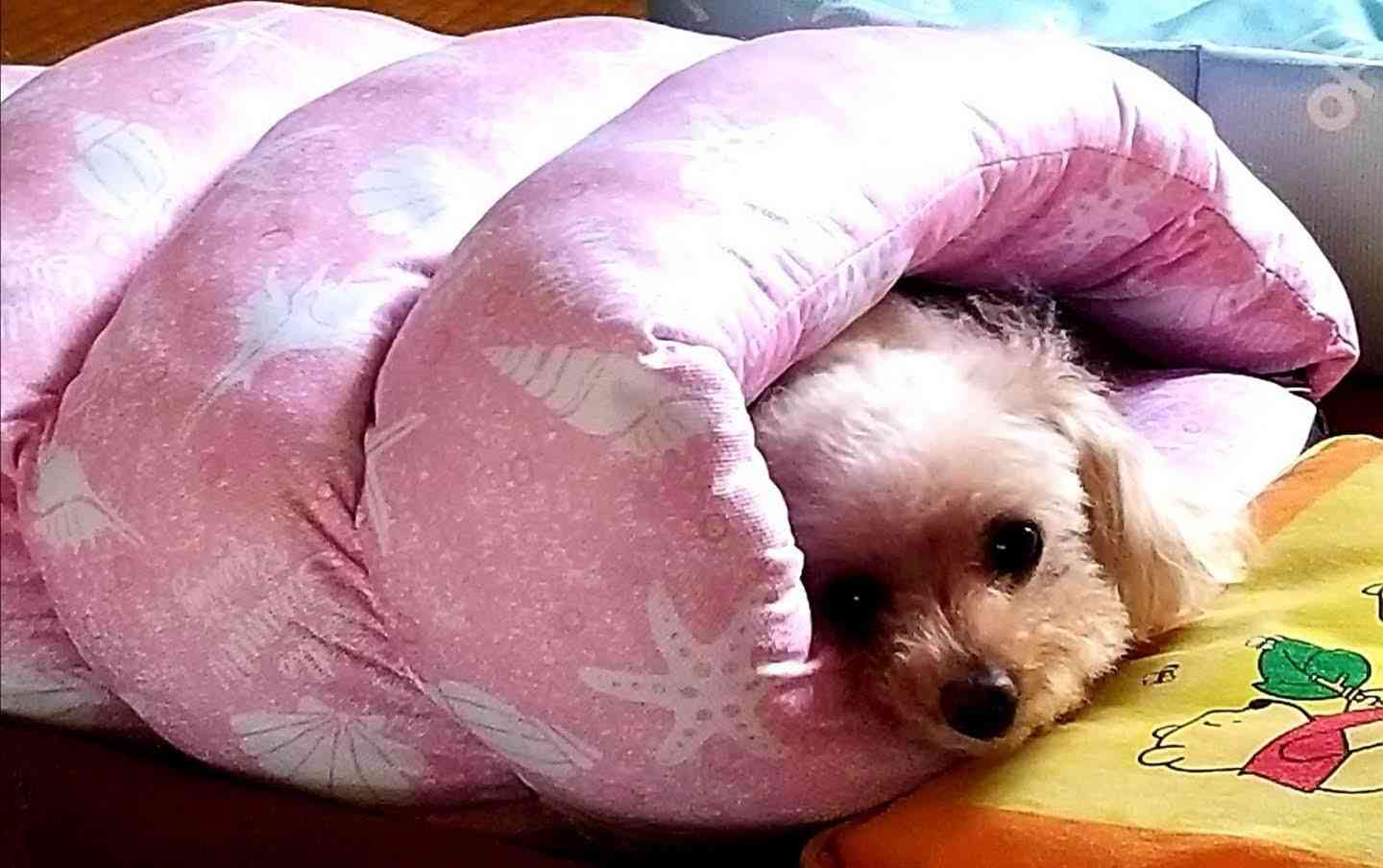 霊媒師ってどう思いますか？