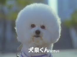 【もふもふ】ビションフリーゼが好きな方【まんまる】