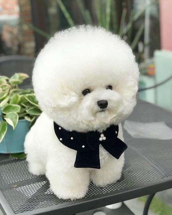 【もふもふ】ビションフリーゼが好きな方【まんまる】