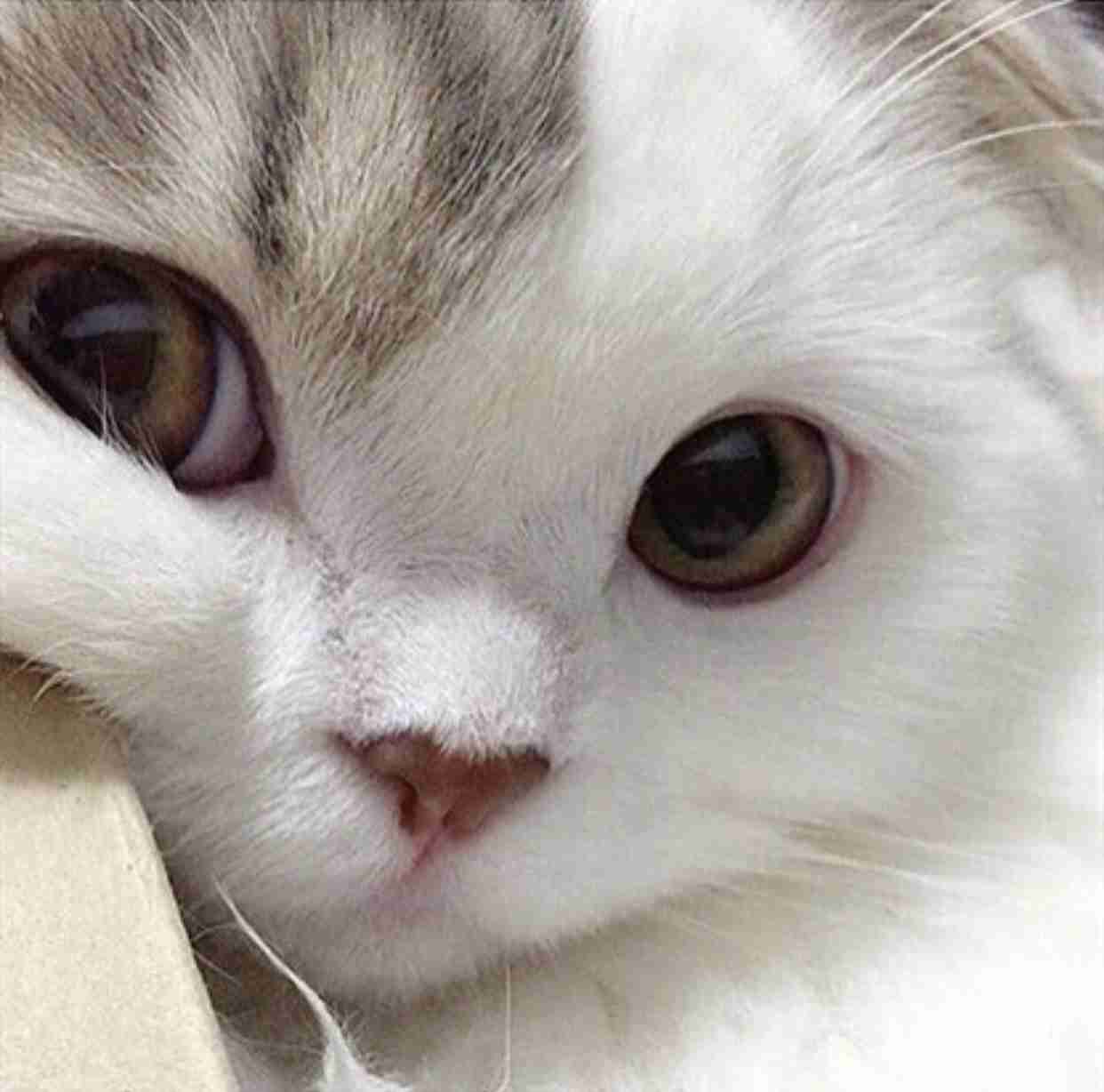 三田佳子　愛猫救出で消防隊員駆け付け「お騒がせして」と謝罪…高層マンション