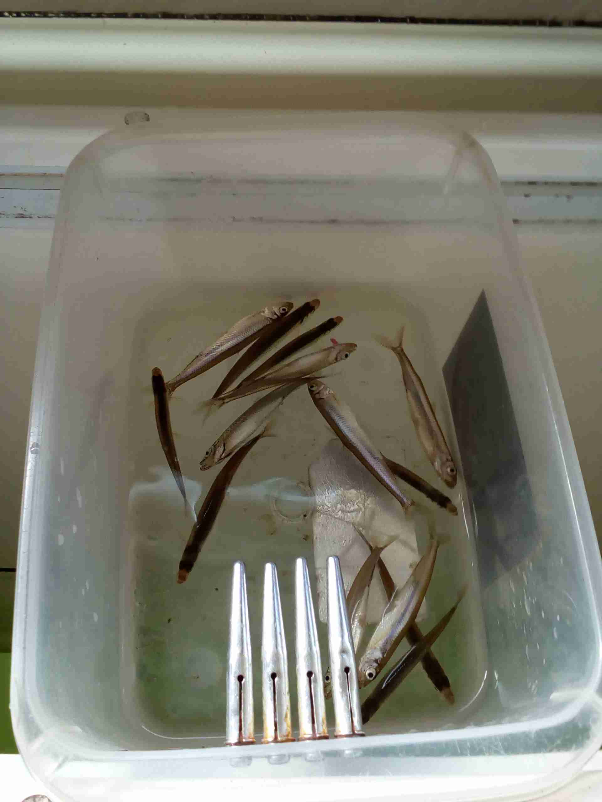 【画像】自分で撮影した人間以外の生き物を貼るトピ