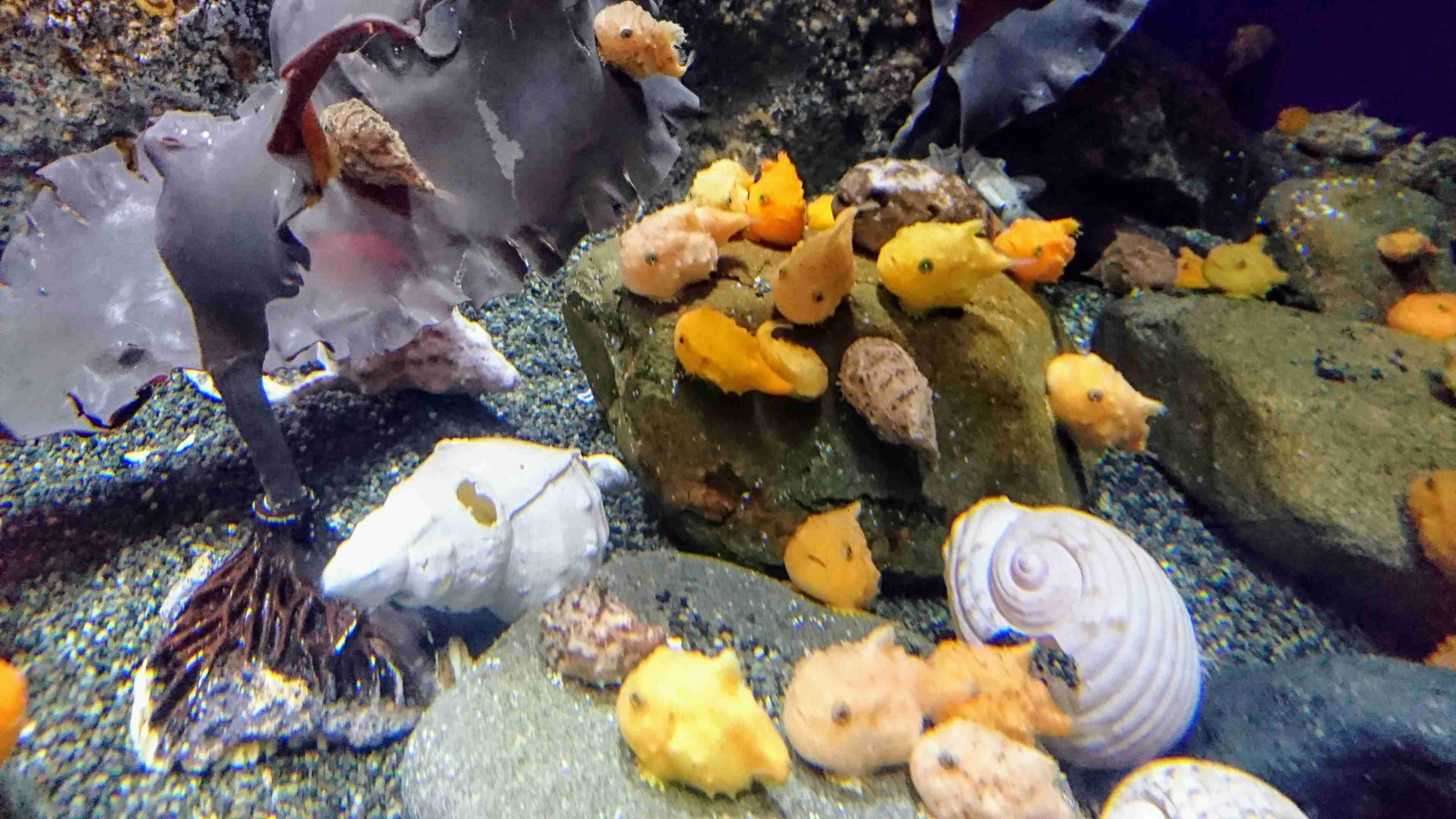【画像】自分で撮影した人間以外の生き物を貼るトピ