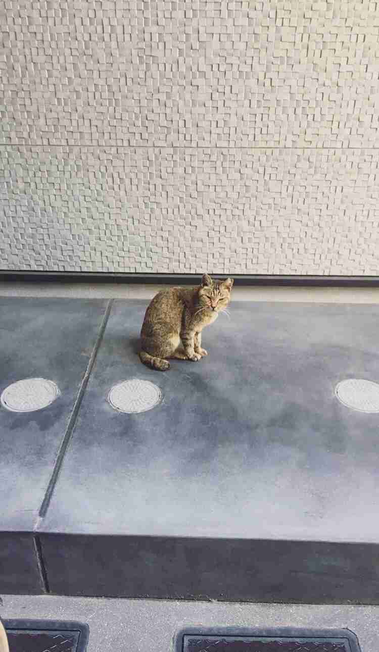 【画像】自分で撮影した人間以外の生き物を貼るトピ