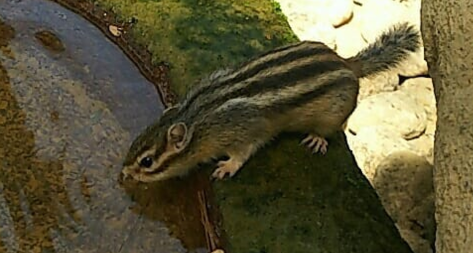 【画像】自分で撮影した人間以外の生き物を貼るトピ