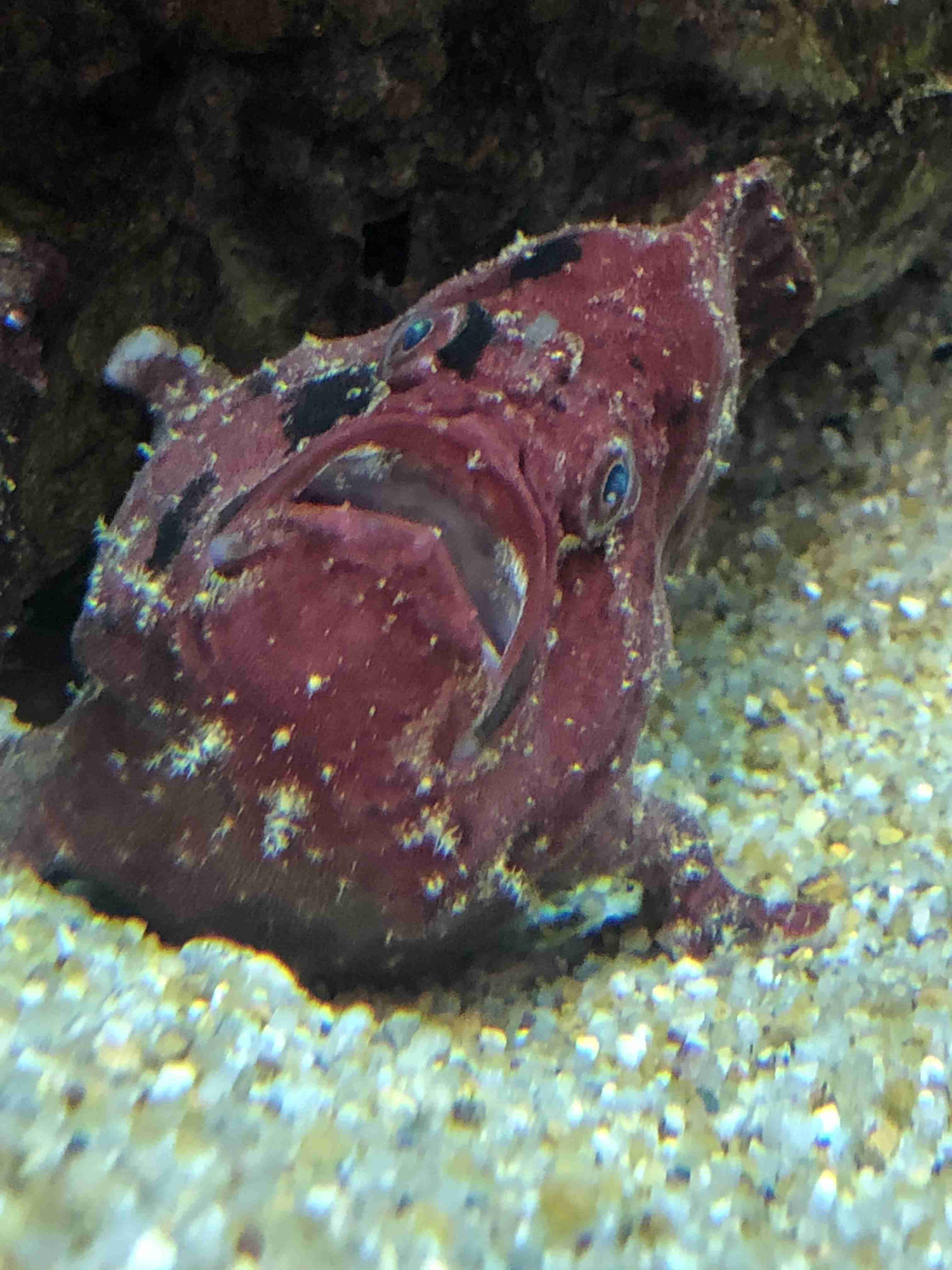 【画像】自分で撮影した人間以外の生き物を貼るトピ