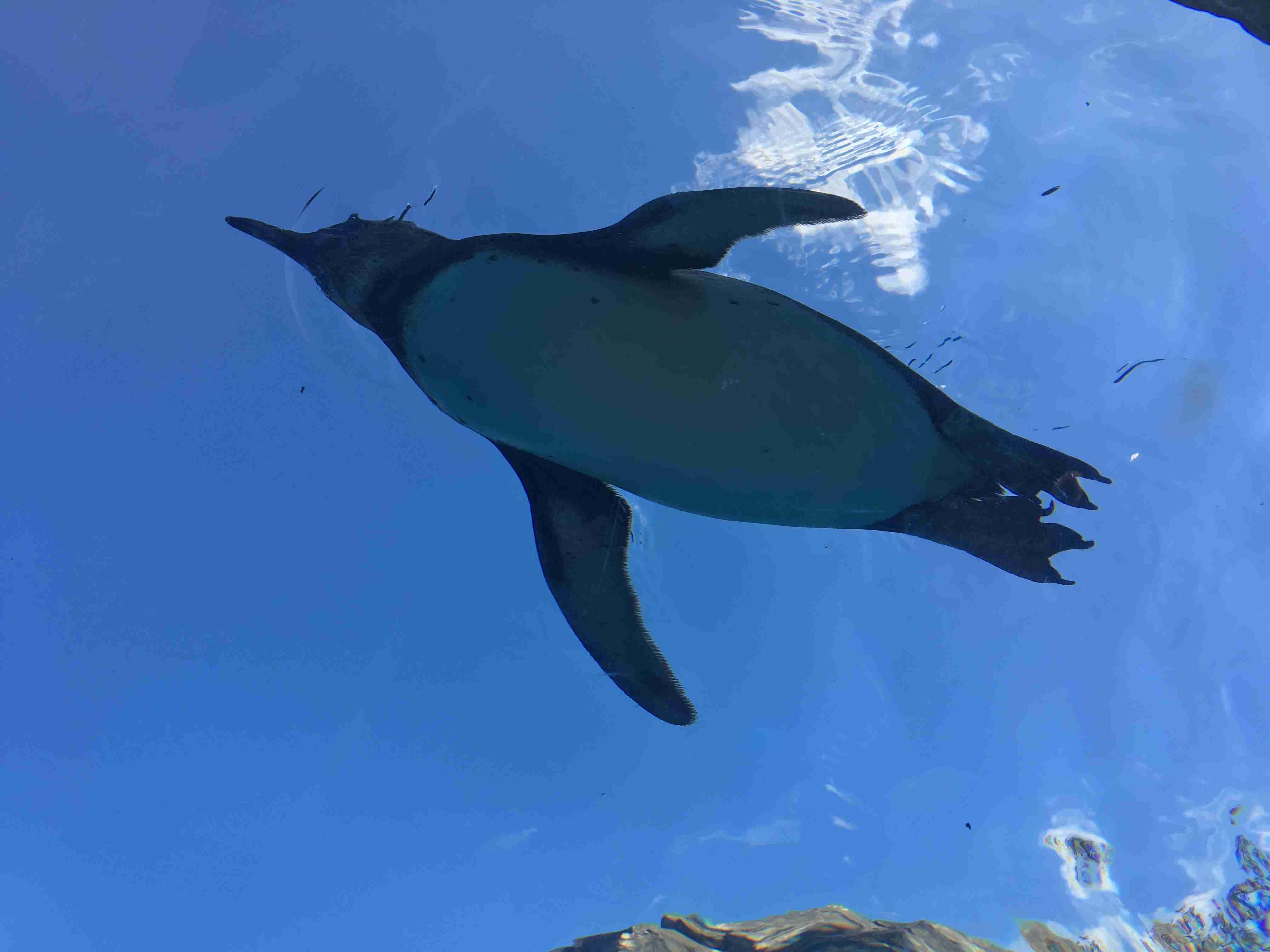 【画像】自分で撮影した人間以外の生き物を貼るトピ