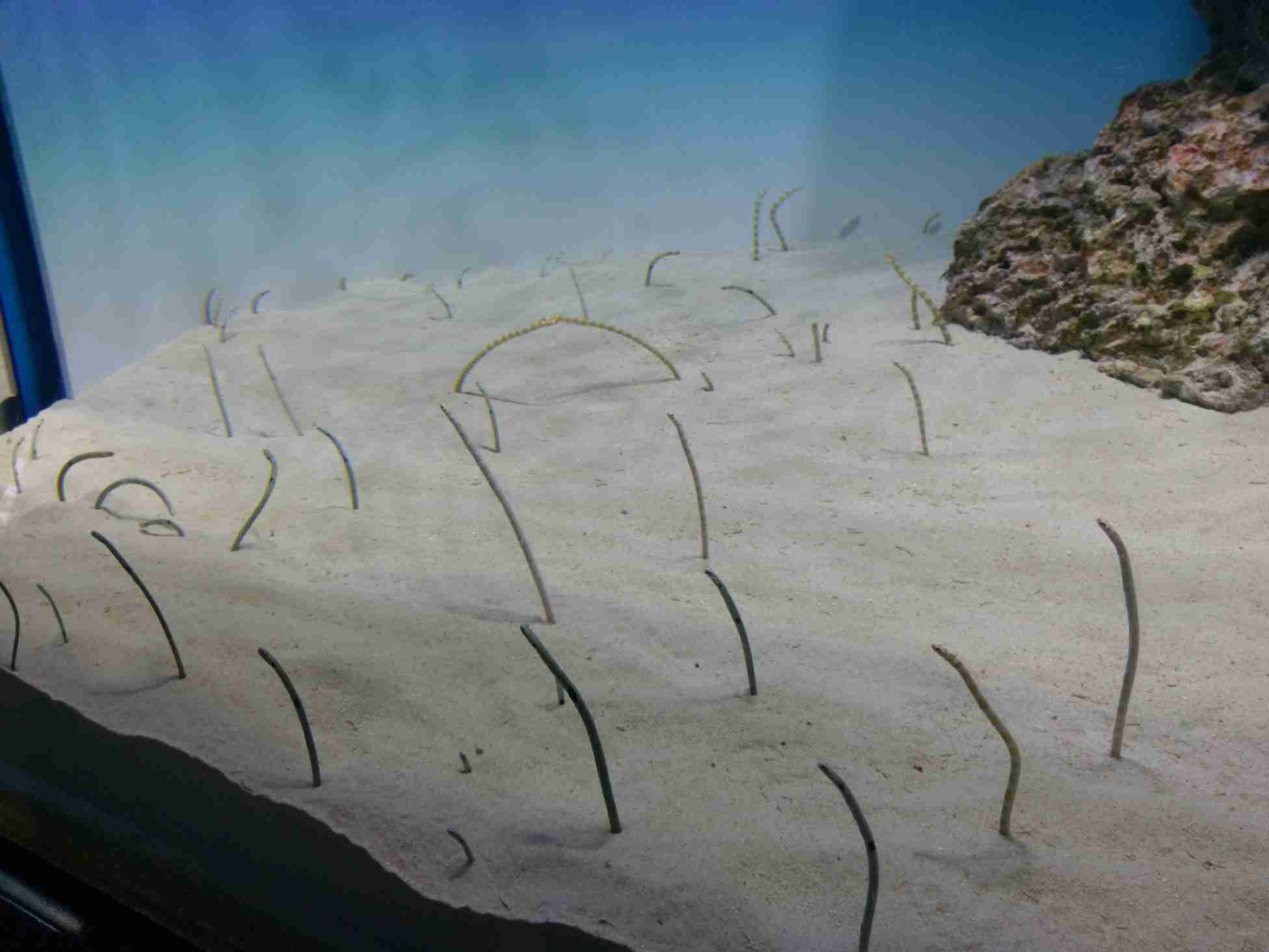【画像】自分で撮影した人間以外の生き物を貼るトピ